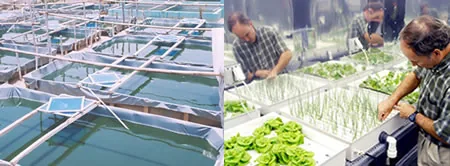 Hydroponics and aquaculture