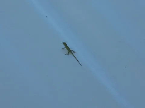 Even lizards like pool domes